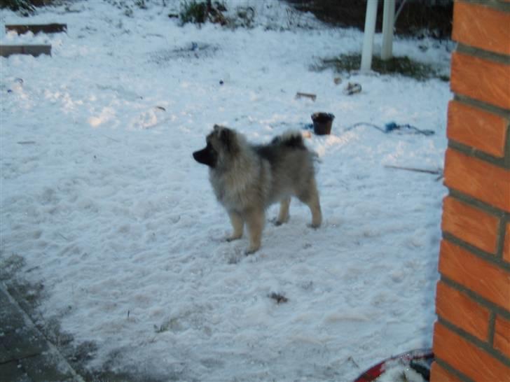 Keeshond Kees my Lovely Marissa - Jeg er ud at leg i sneen billede 5