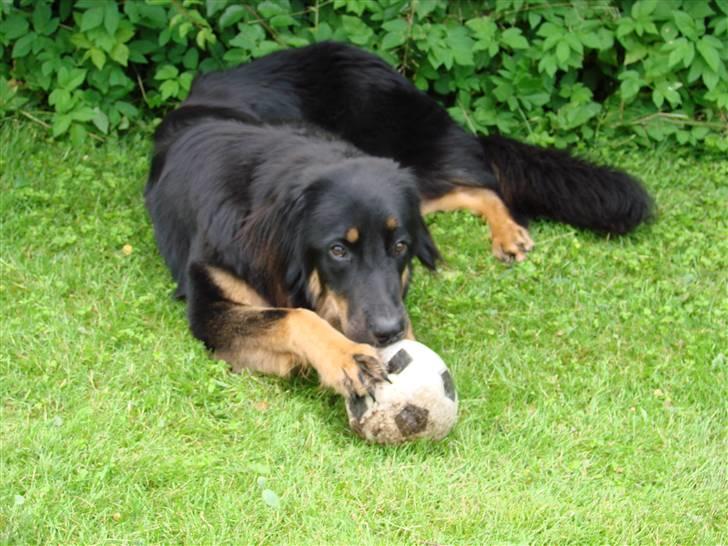 Hovawart Pondus billede 1