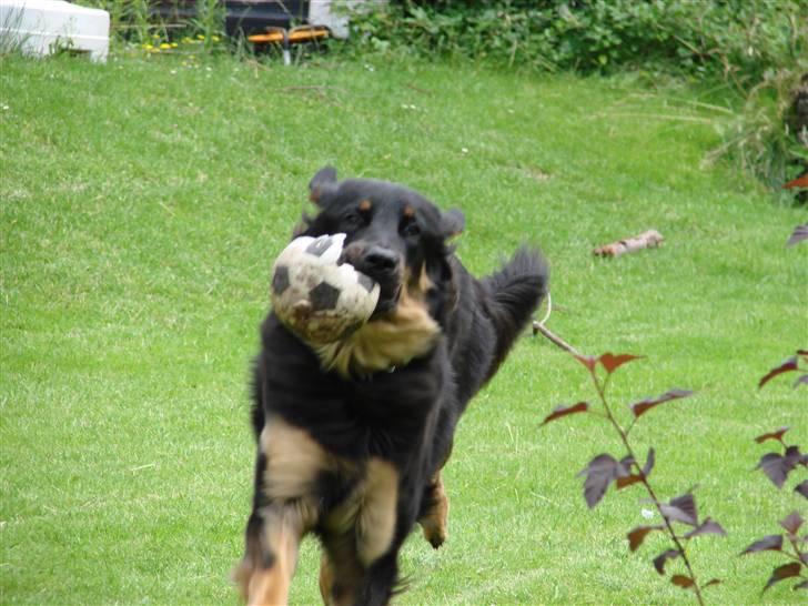 Hovawart Pondus billede 2