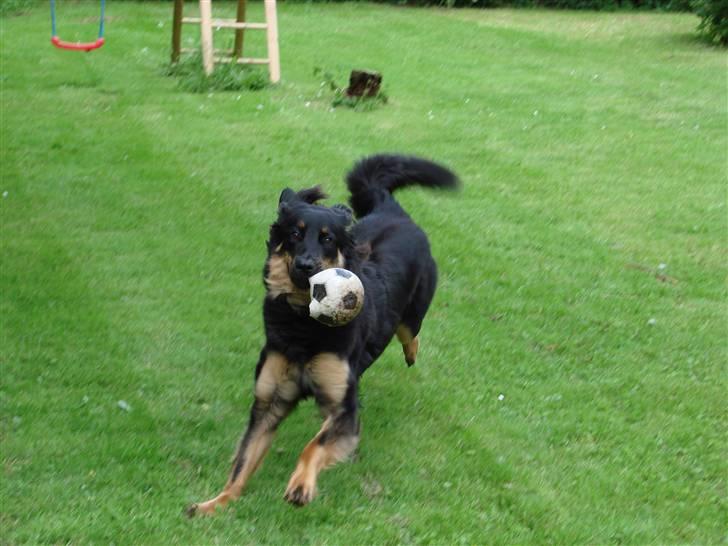 Hovawart Pondus billede 3