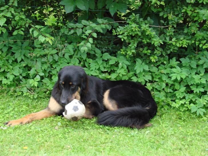 Hovawart Pondus billede 4