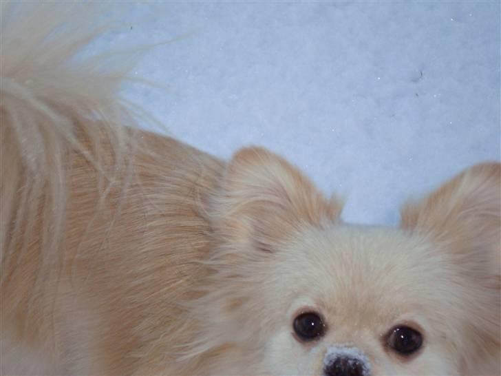 Blanding af racer Coco <3 | i<3'u |Min Skat - "er det mig du kalder på ? =) " billede 8