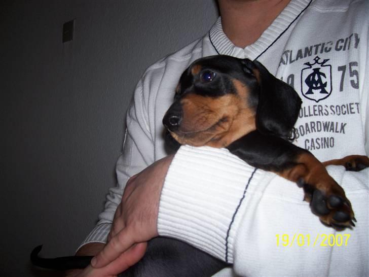 Gravhund max billede 9