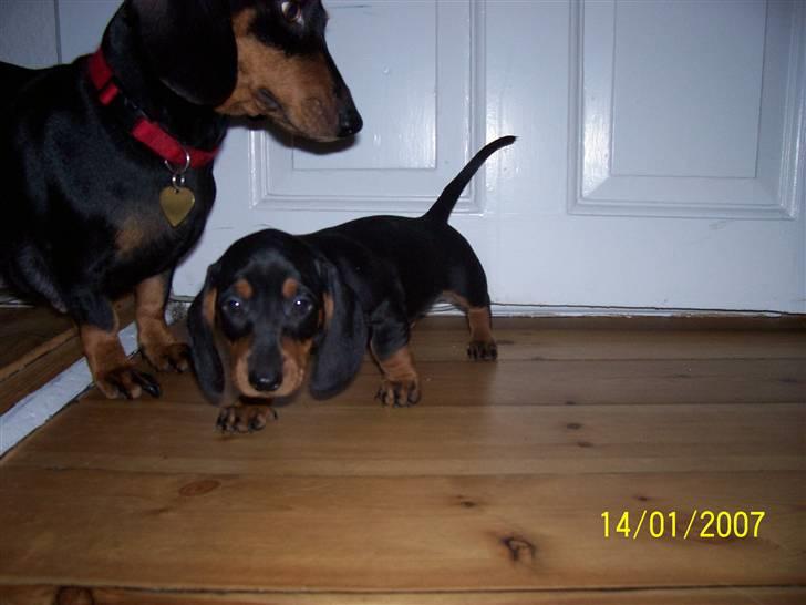 Gravhund max billede 10