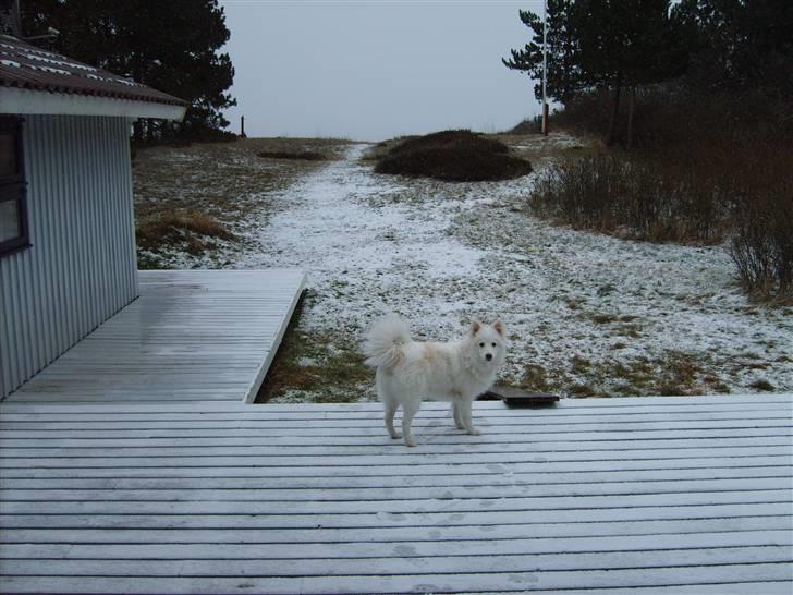 Japansk spids Balou - "Kongen af Ebeltoft" elsker at være i "sommerhus" :)  billede 16