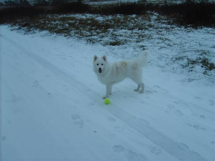 Japansk spids Balou billede 18