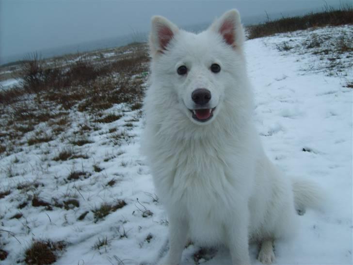 Japansk spids Balou billede 19