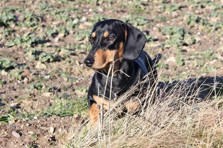 Gravhund Demitri billede 19