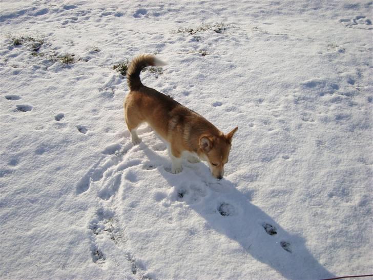 Welsh corgi pembroke Bonnie billede 8