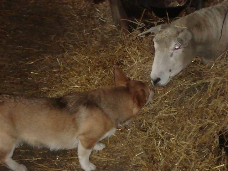 Welsh corgi pembroke Bonnie billede 9
