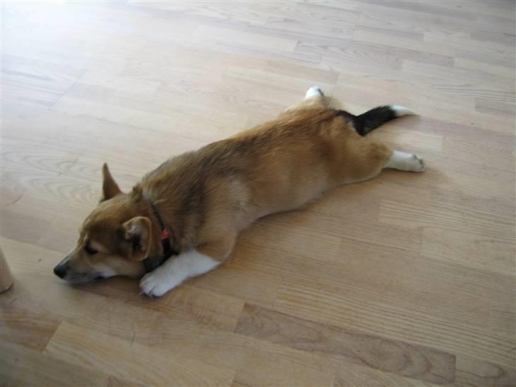 Welsh corgi pembroke Bonnie billede 10