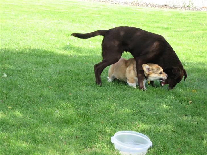 Welsh corgi pembroke Bonnie billede 11