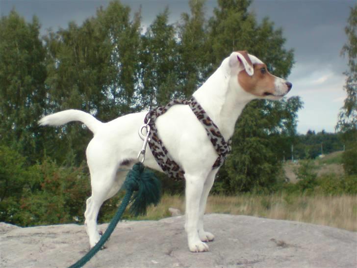 Jack russell terrier lille lindholds Laban - laban står på danmsrks højeste sten :0) billede 11