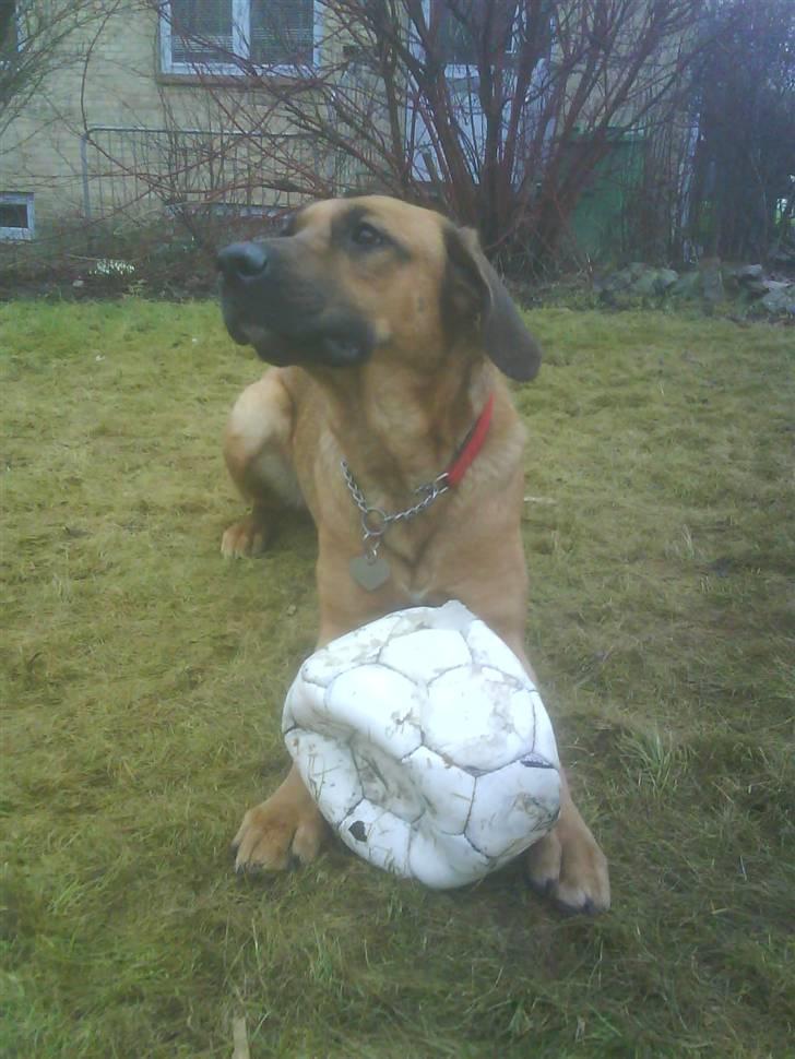 Blanding af racer Tiggi  billede 1