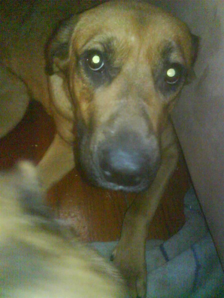 Blanding af racer Tiggi  billede 2