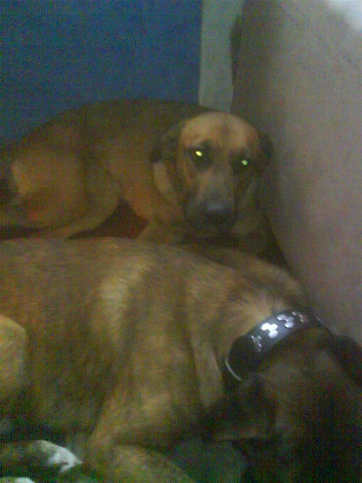 Blanding af racer Tiggi  billede 3