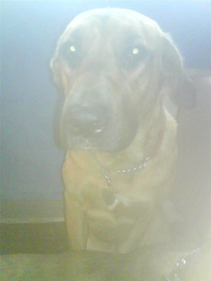 Blanding af racer Tiggi  billede 6