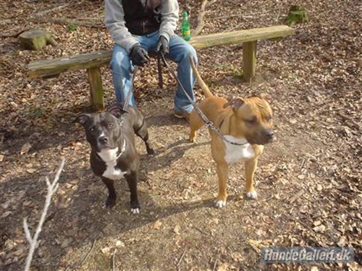 Amerikansk staffordshire terrier Shanti - Mor til venstre, og far til højre billede 10