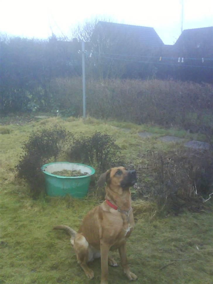 Blanding af racer Tiggi  billede 7