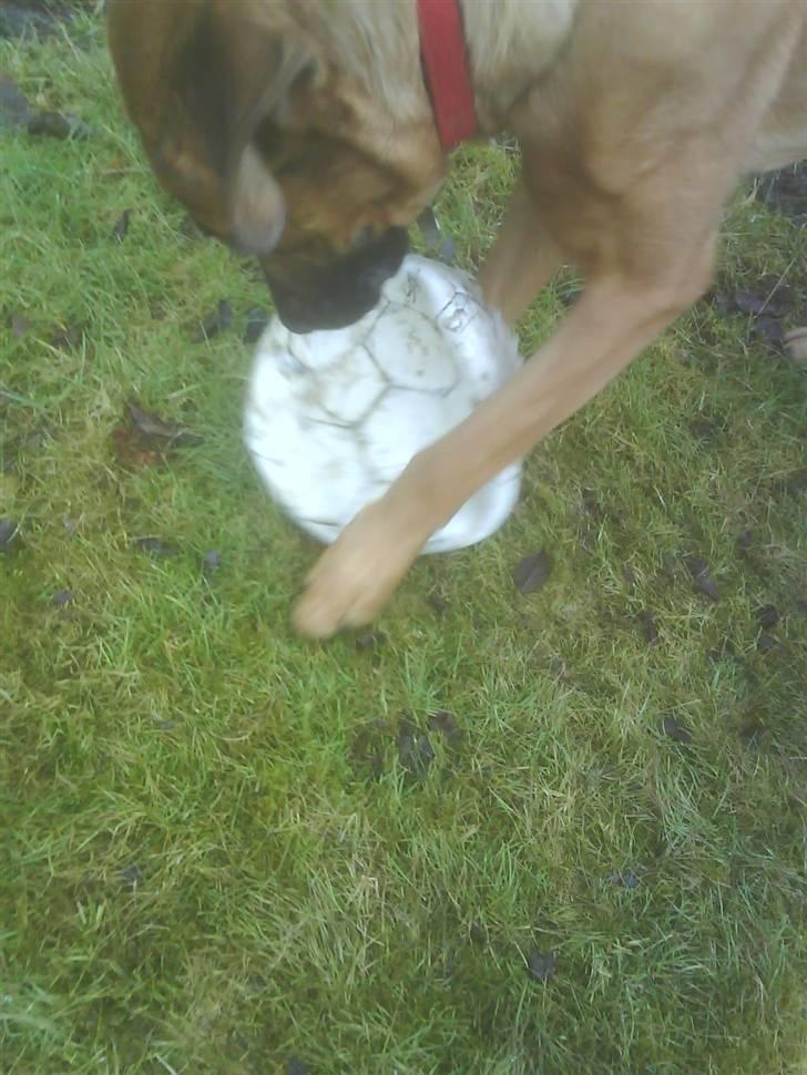 Blanding af racer Tiggi  billede 8