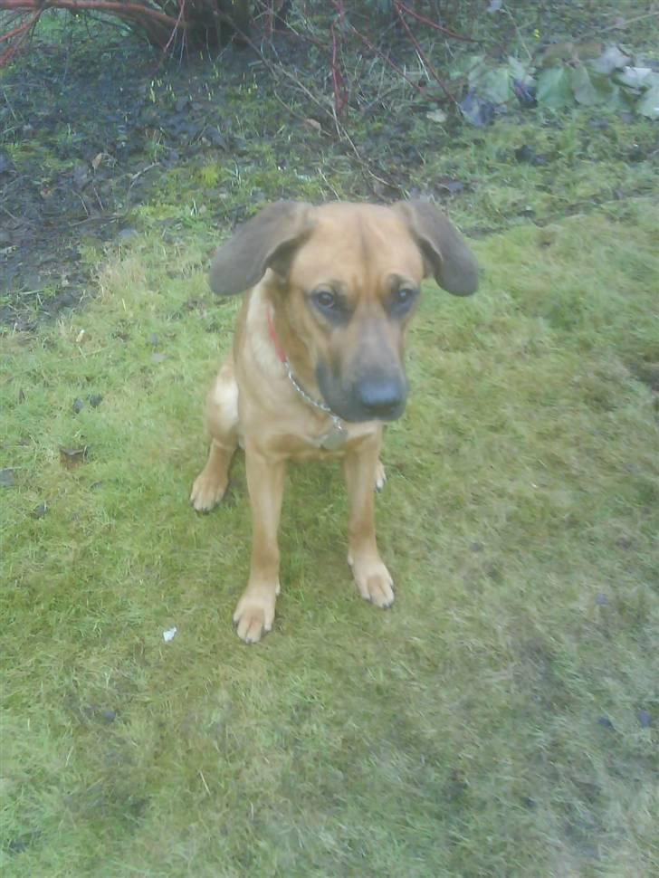 Blanding af racer Tiggi  billede 9