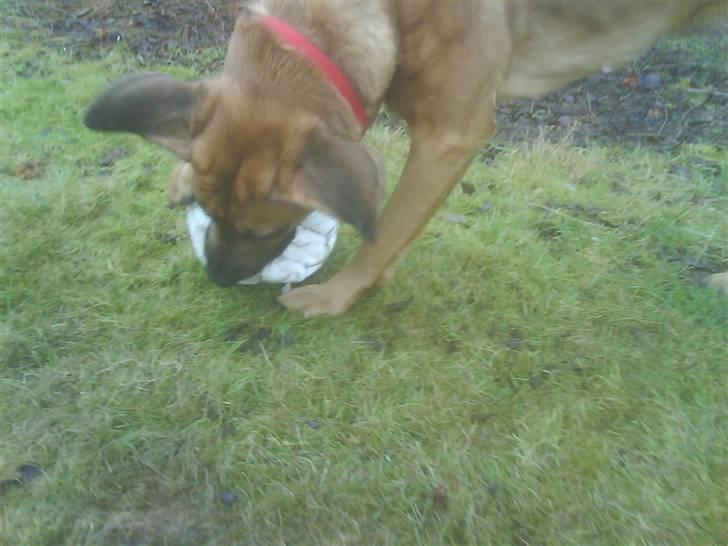 Blanding af racer Tiggi  billede 10