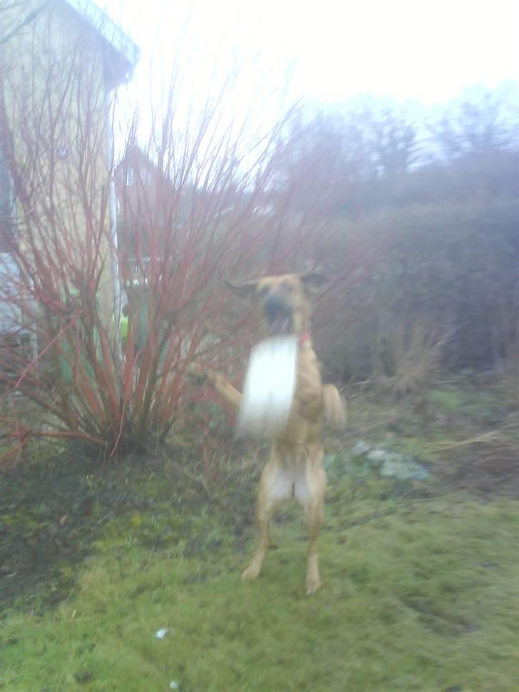 Blanding af racer Tiggi  billede 11