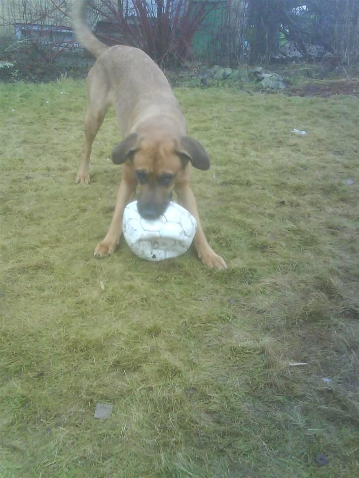 Blanding af racer Tiggi  billede 12