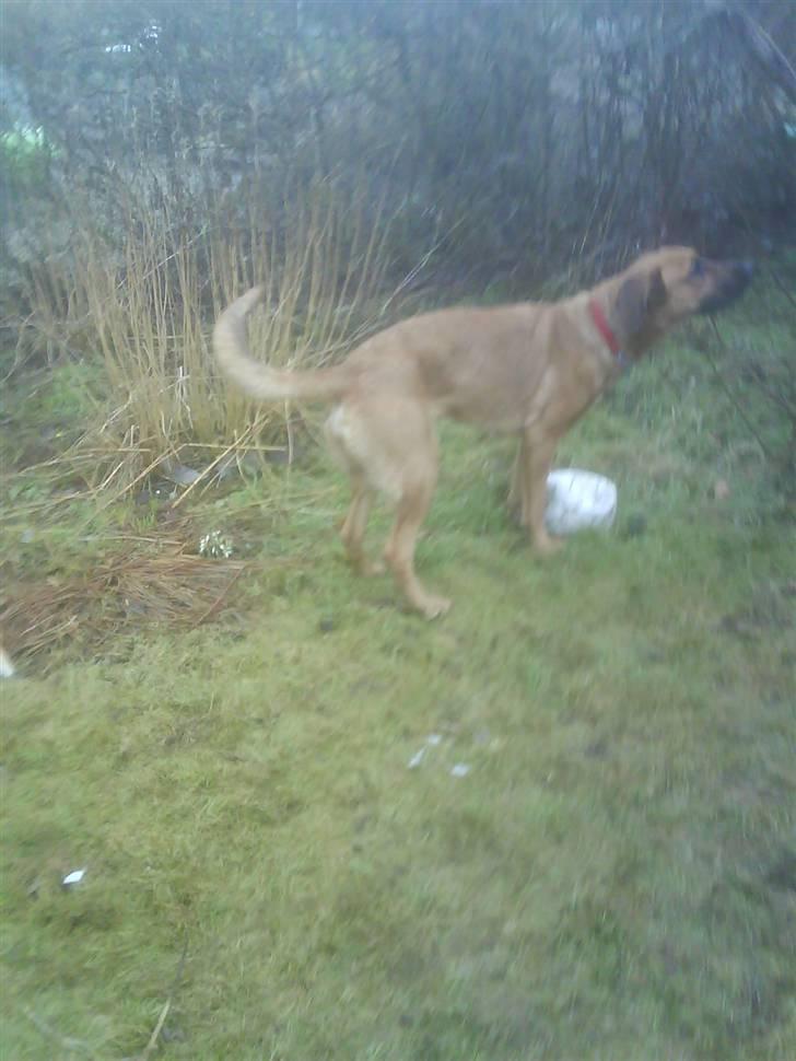 Blanding af racer Tiggi  billede 13