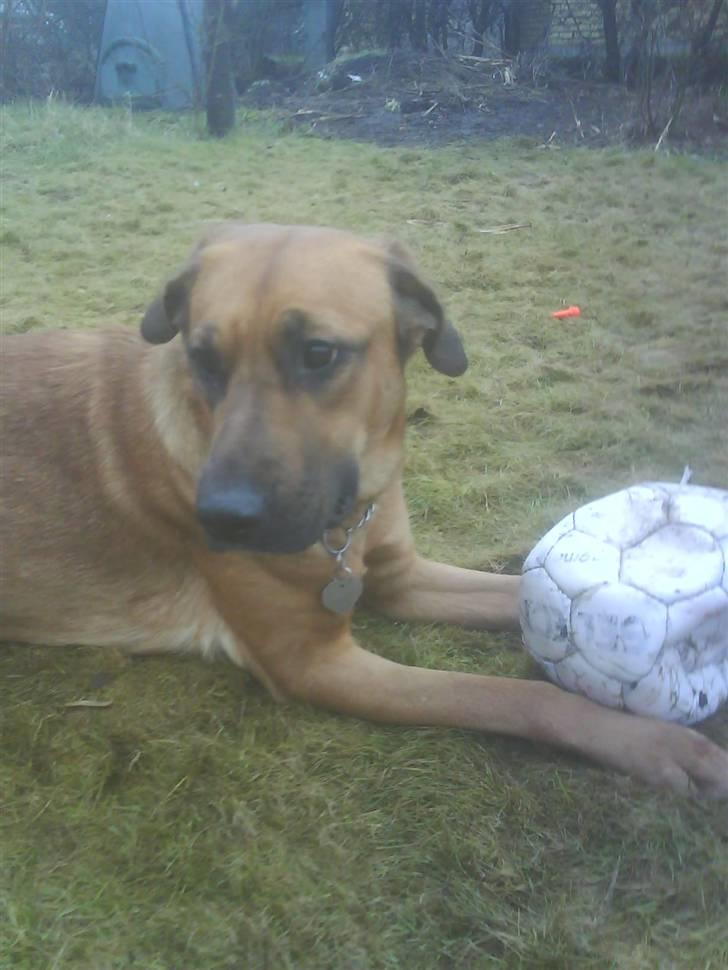 Blanding af racer Tiggi  billede 14