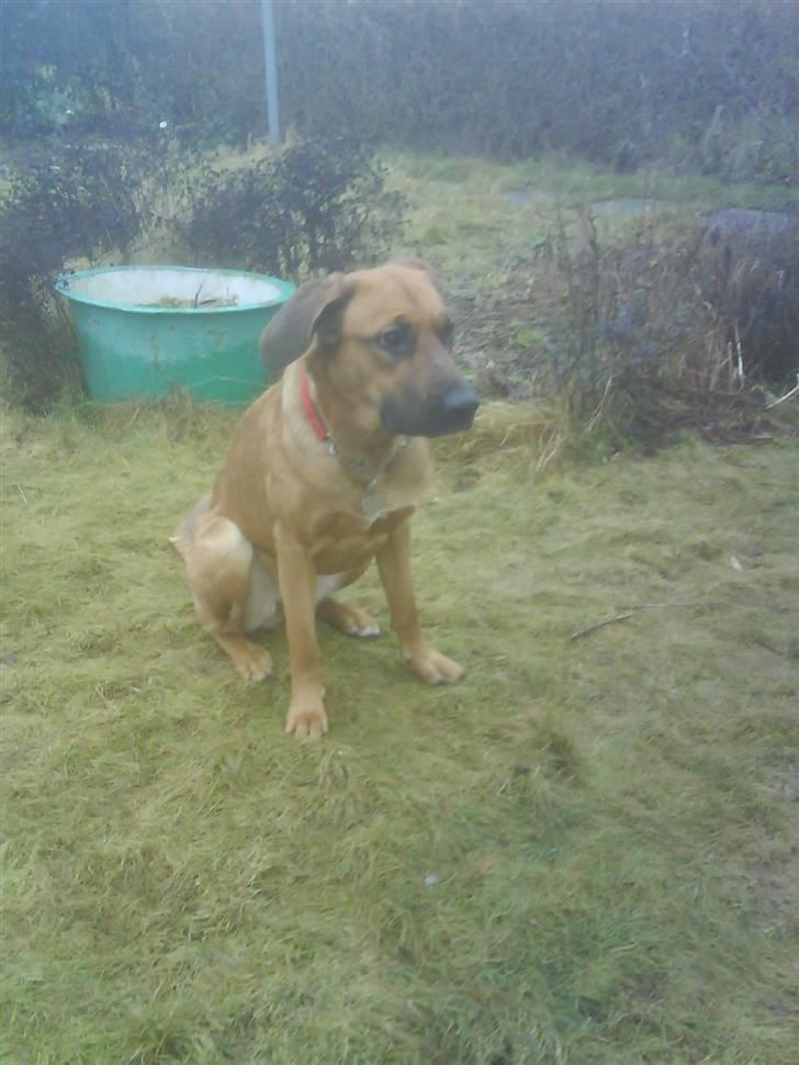 Blanding af racer Tiggi  billede 15