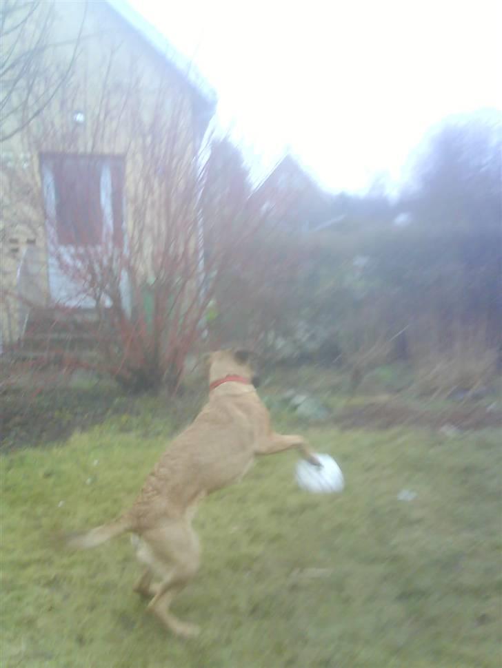 Blanding af racer Tiggi  billede 16