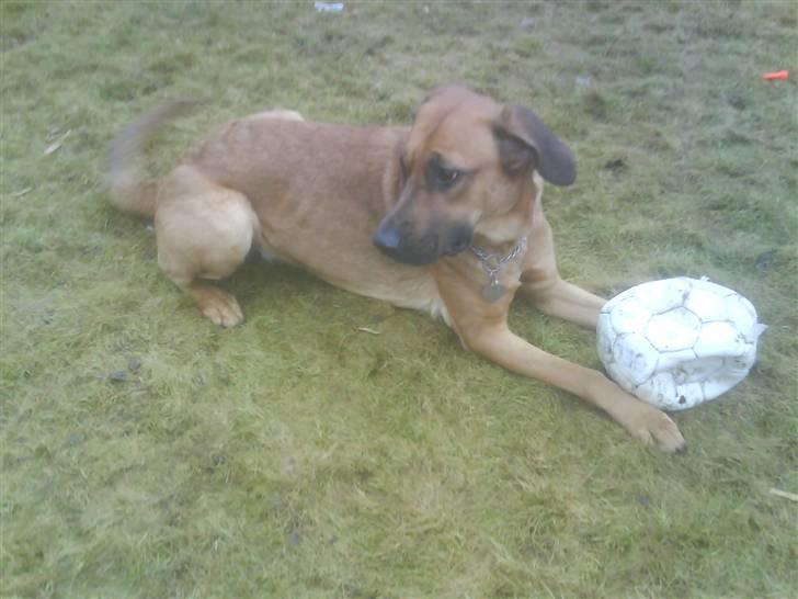 Blanding af racer Tiggi  billede 17