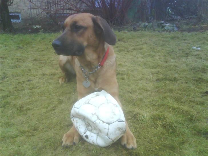 Blanding af racer Tiggi  billede 18