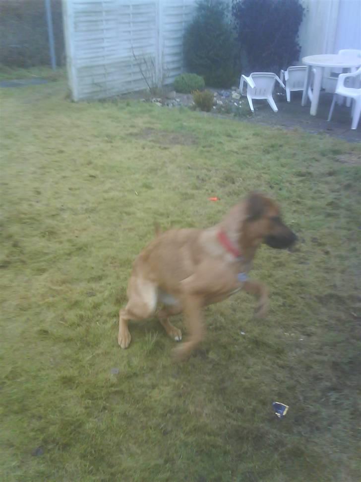 Blanding af racer Tiggi  billede 19