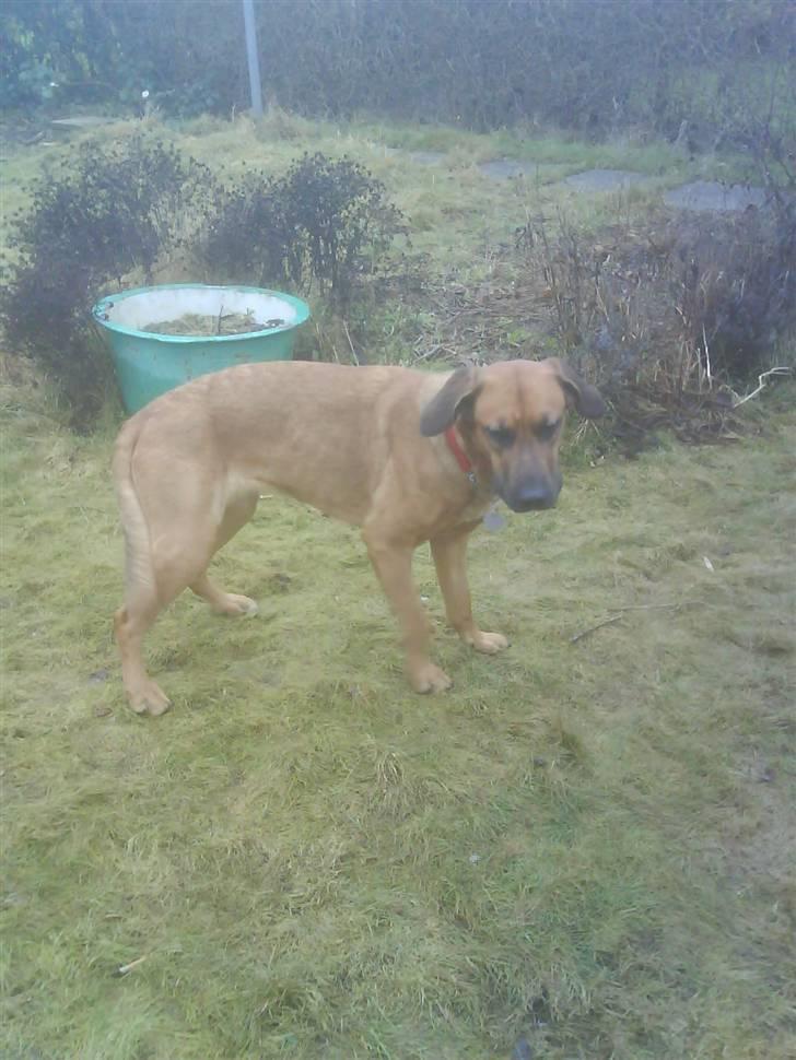 Blanding af racer Tiggi  billede 20