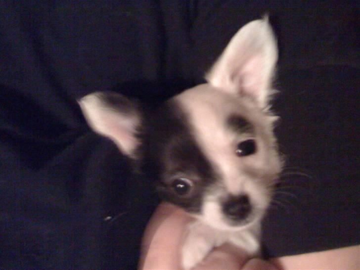 Chihuahua Lerche`s Dine - er jeg ikke sød ??  billede 6
