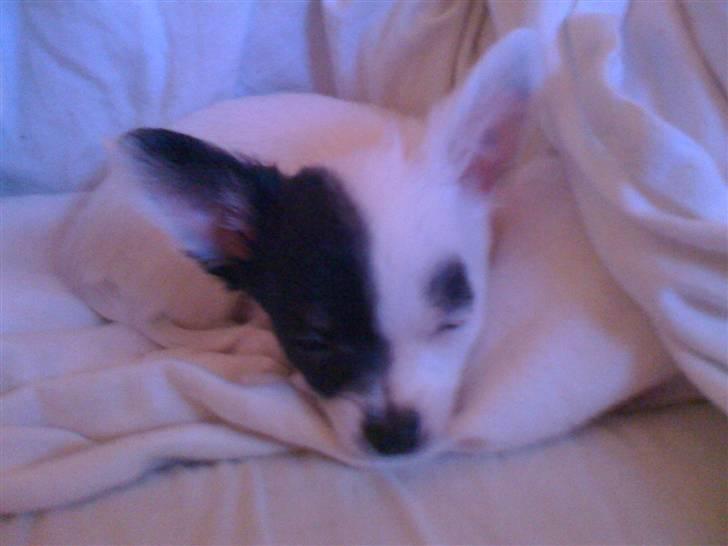 Chihuahua Lerche`s Dine - zzzZZZzzz billede 7