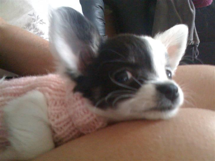 Chihuahua Lerche`s Dine - jeg tager lige en slapper :D billede 8