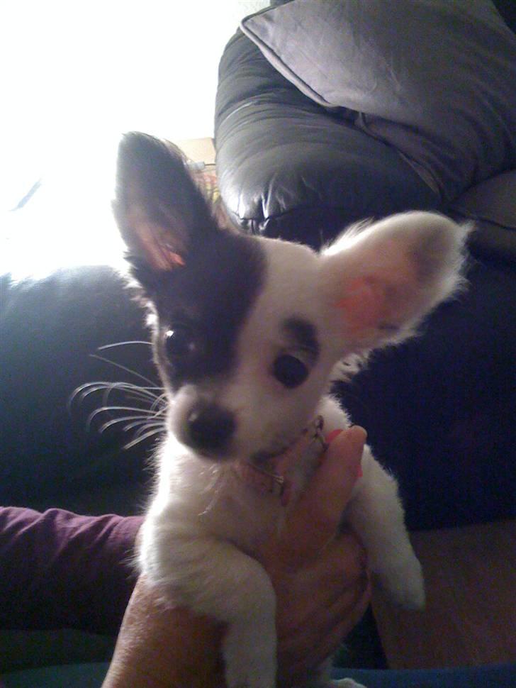 Chihuahua Lerche`s Dine - jeg holder øje med alt hjemme hos os :D billede 9