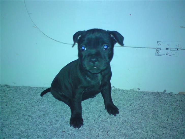 Staffordshire bull terrier Tigi - 7 uger da vi var ovre at besøge hende billede 3