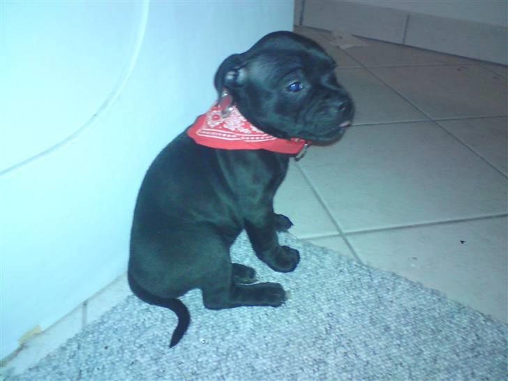 Staffordshire bull terrier Tigi - 7 uger, da vi besøgte hende billede 10