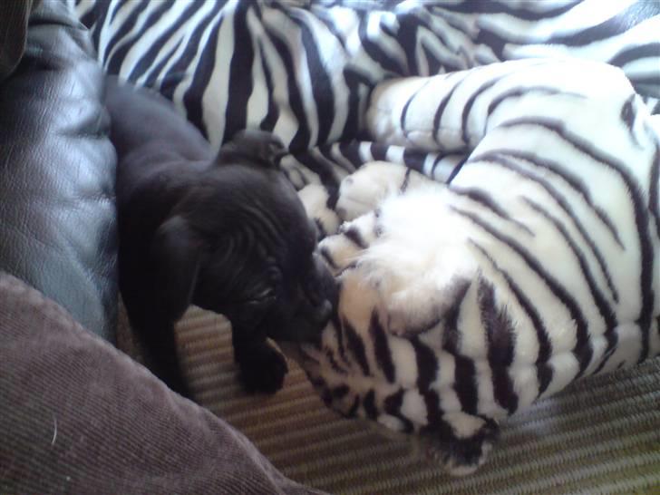 Staffordshire bull terrier Tigi - Så leger vi med Rexs store bamse:-) billede 4