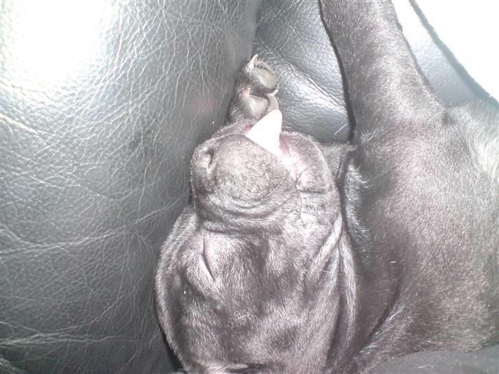 Staffordshire bull terrier Tigi - En lille lur billede 5