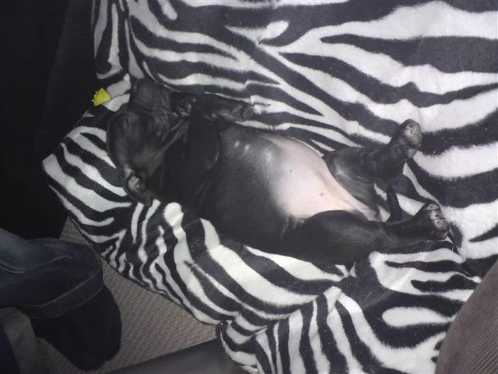 Staffordshire bull terrier Tigi - Så var der virkelig dømt sovning:-) billede 6