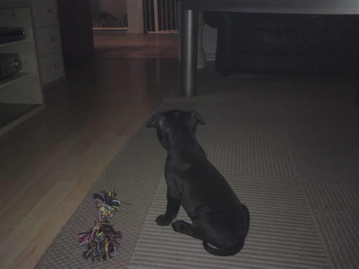 Staffordshire bull terrier Tigi - Hvor blev storebror af??? billede 7