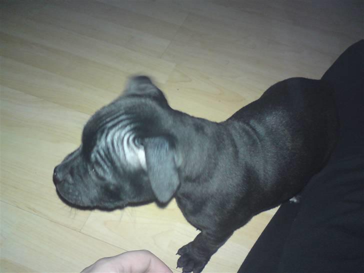 Staffordshire bull terrier Tigi - spændende.... billede 8