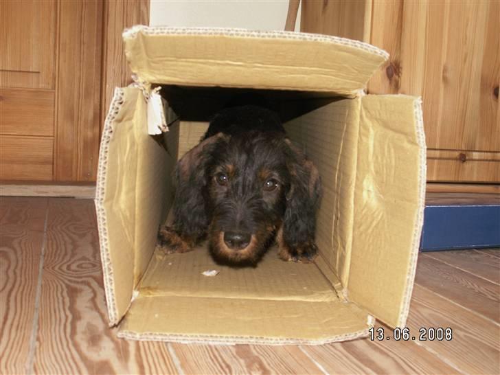 Gravhund Svendsen - Dejligt at lege gemmeleg billede 1