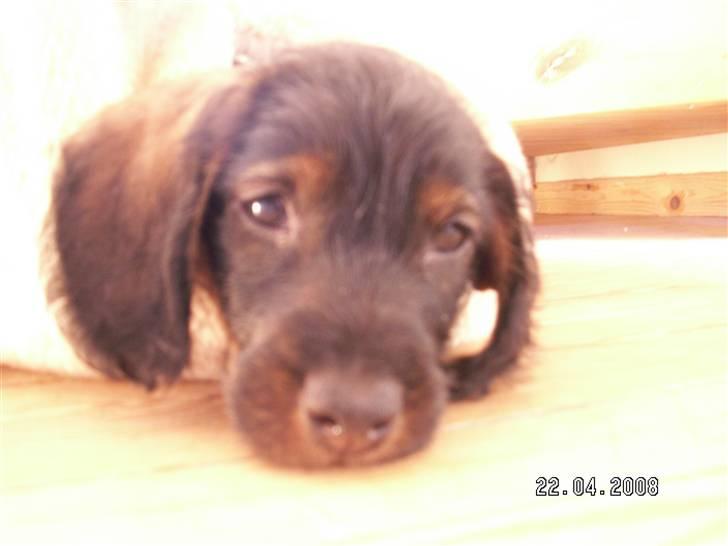 Gravhund Svendsen - Svendsen i sin hyggehule billede 2