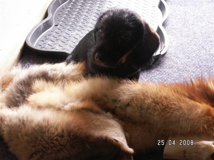 Gravhund Svendsen - Til angreb... billede 3